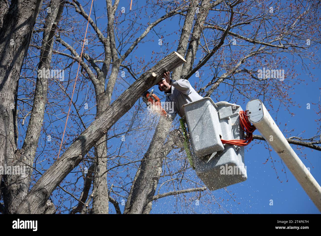 Baumentfernung in Greene County, Maple, New York, USA Stockfoto
