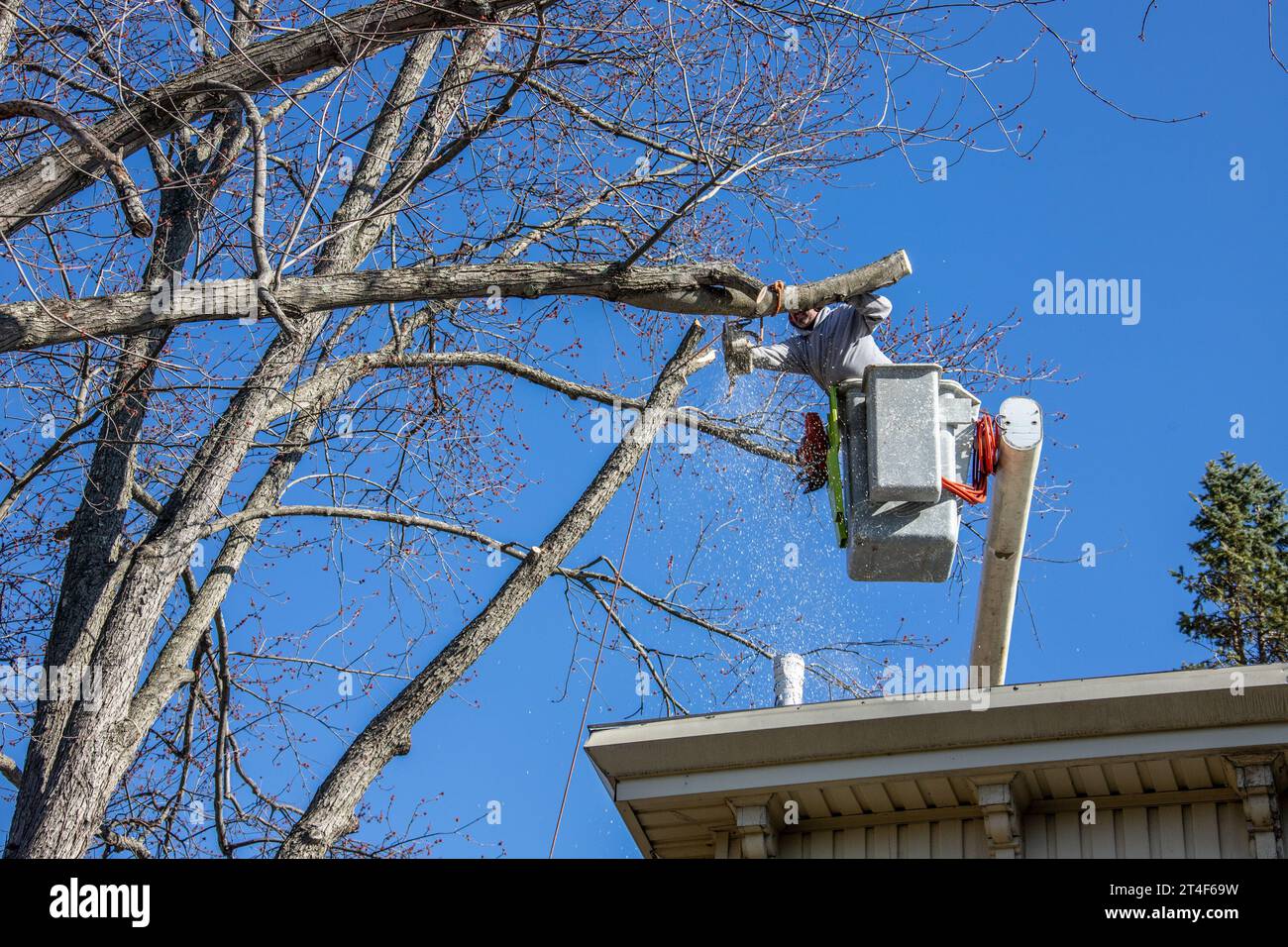 Baumentfernung in Greene County, Maple, New York, USA Stockfoto