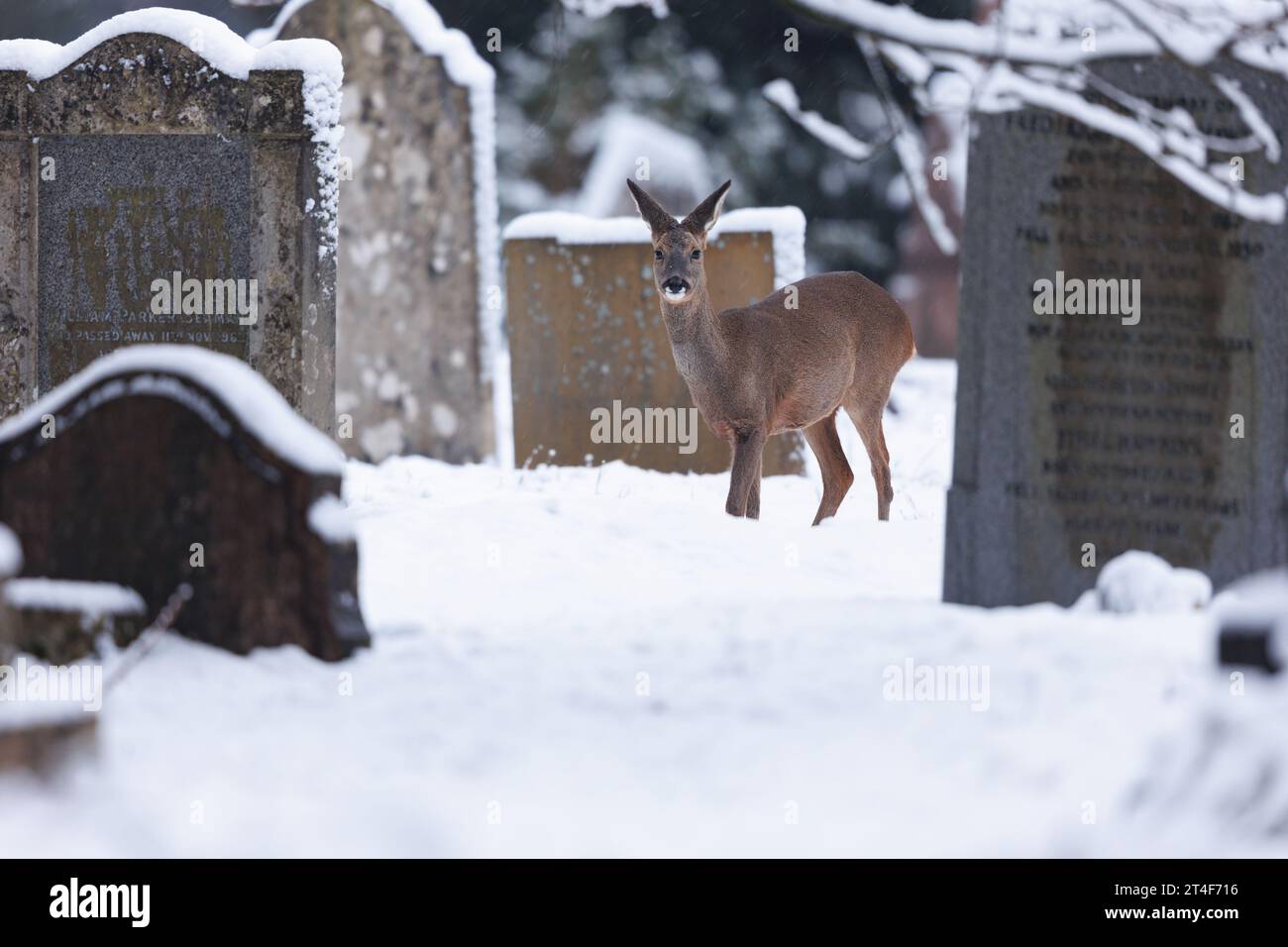 Rehe in verschneiten Friedhofsumgebungen Stockfoto