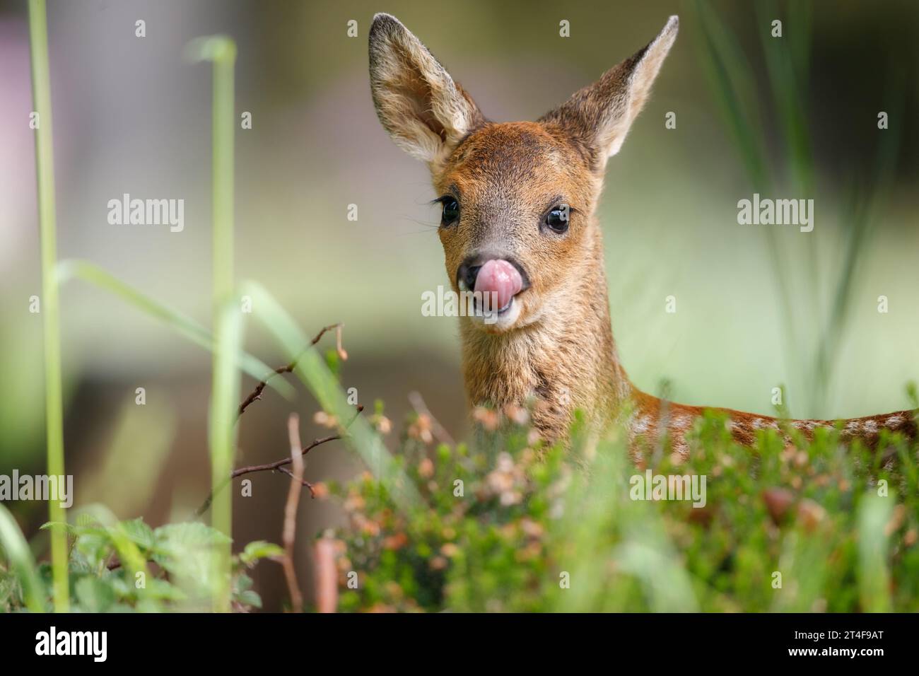 Eine enge Begegnung mit einem sehr süßen, jungen Reh-Kind Stockfoto