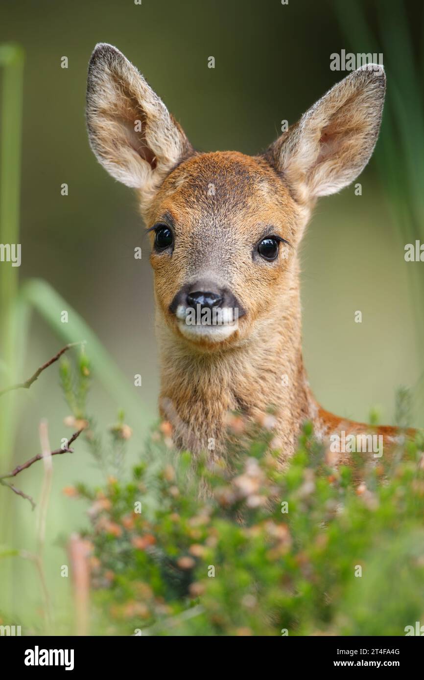 Eine enge Begegnung mit einem sehr süßen, jungen Reh-Kind Stockfoto