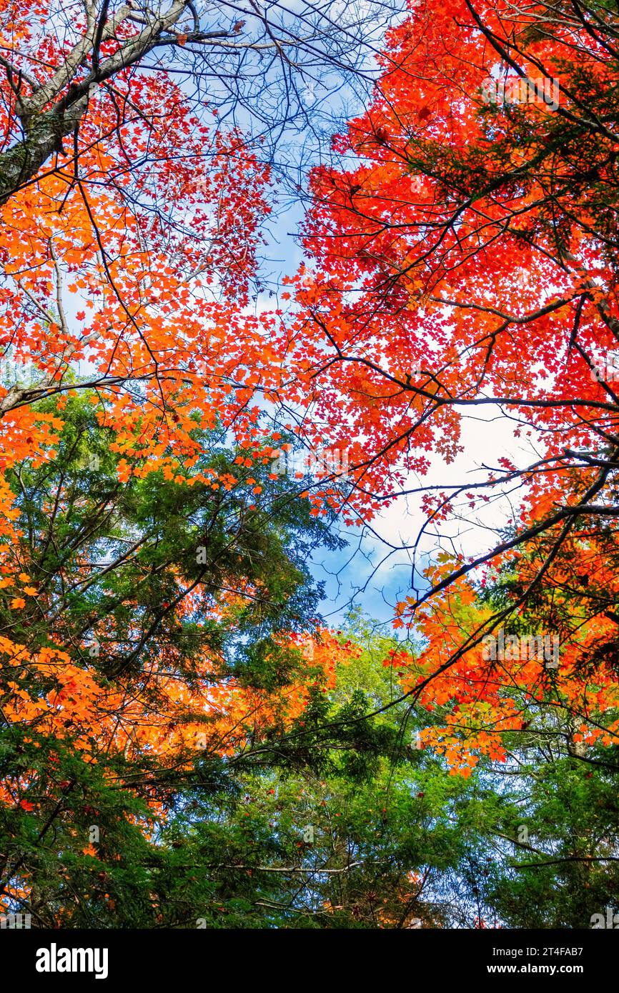 Herbstfarben in den Gatineau Hills bei Ottawa, Kanada Stockfoto