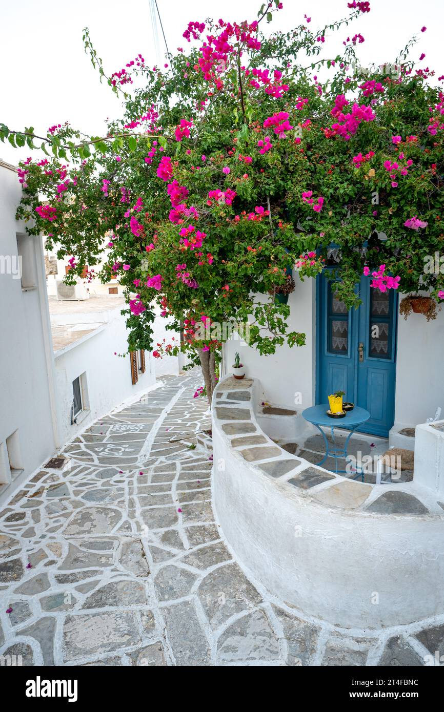 Bougainvillea in den Straßen von Lefkes, Paros Stockfoto