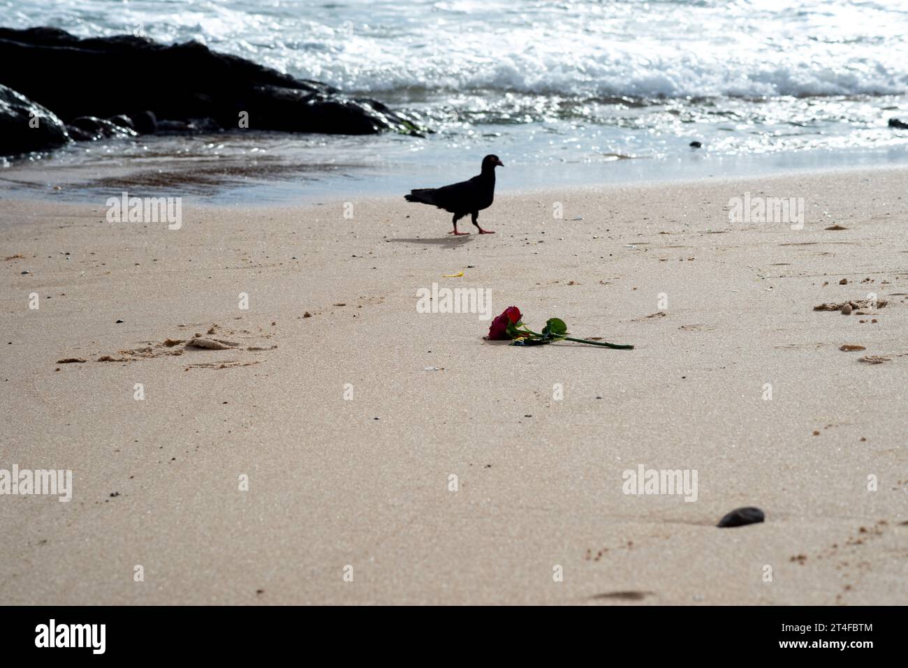 Silhouette einer Taube, die im Strandsand nach Nahrung sucht. Tierleben. Stockfoto