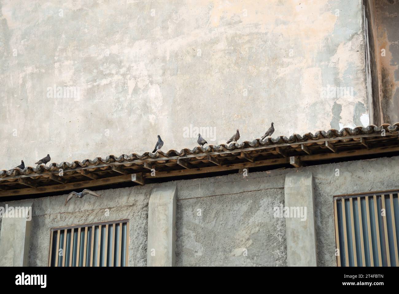Mehrere Tauben auf dem Dach eines Hauses. Wildes Leben Stockfoto