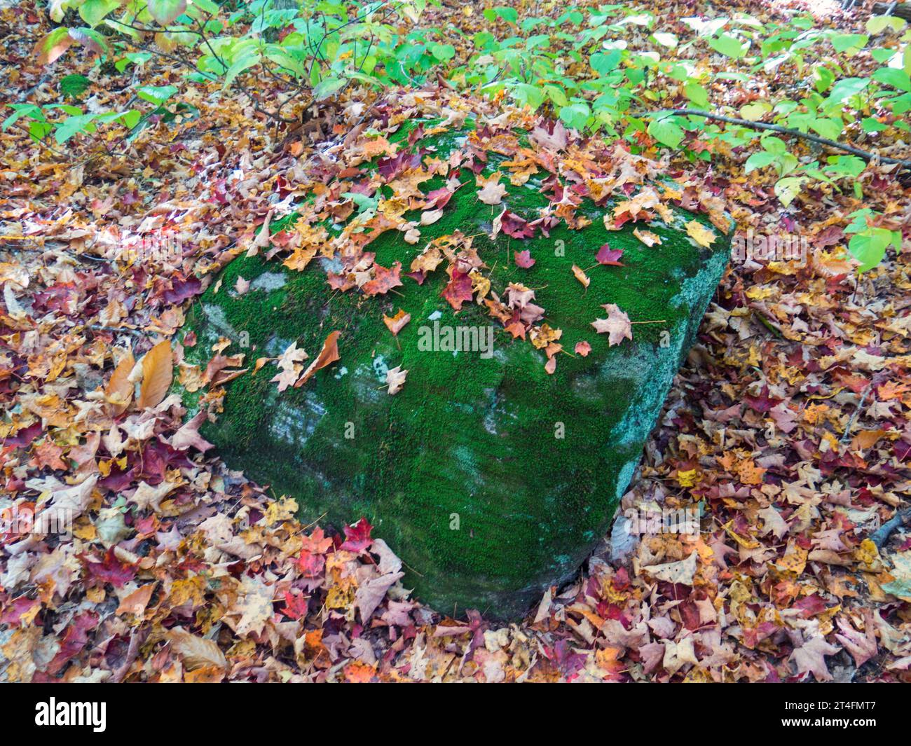 Moos bedeckte Felsen im Herbst bedeckt mit Blättern Stockfoto