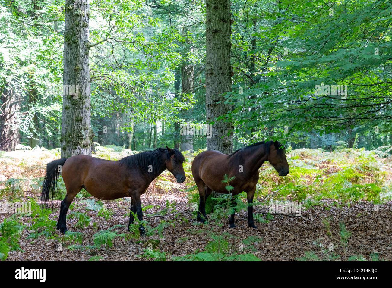 New Forest Wildtiere einheimische Ponys am Tall Trees Trail Wandern im New Forest National Park, Hampshire, England, UK, 2 Stockfoto