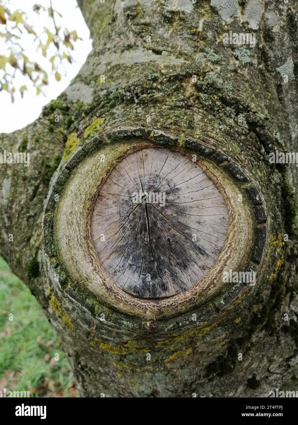 Auge eines Baumes im nebeligen Herbst Stockfoto