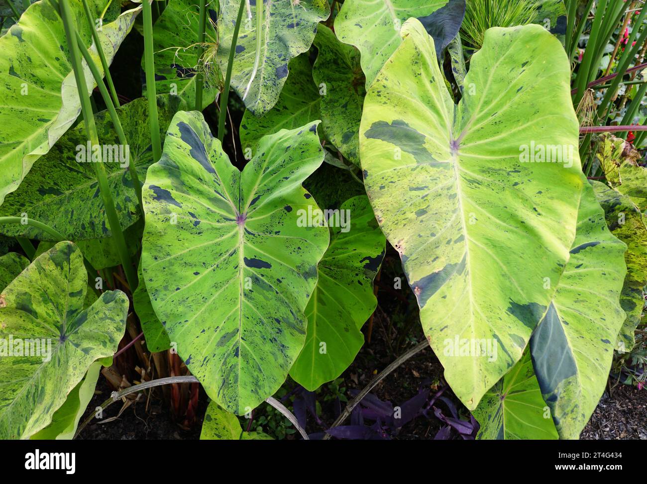 Die grne und schwarze Farbe der Elefantenohr-Colocasia Mojito-Pflanze  Stockfotografie - Alamy