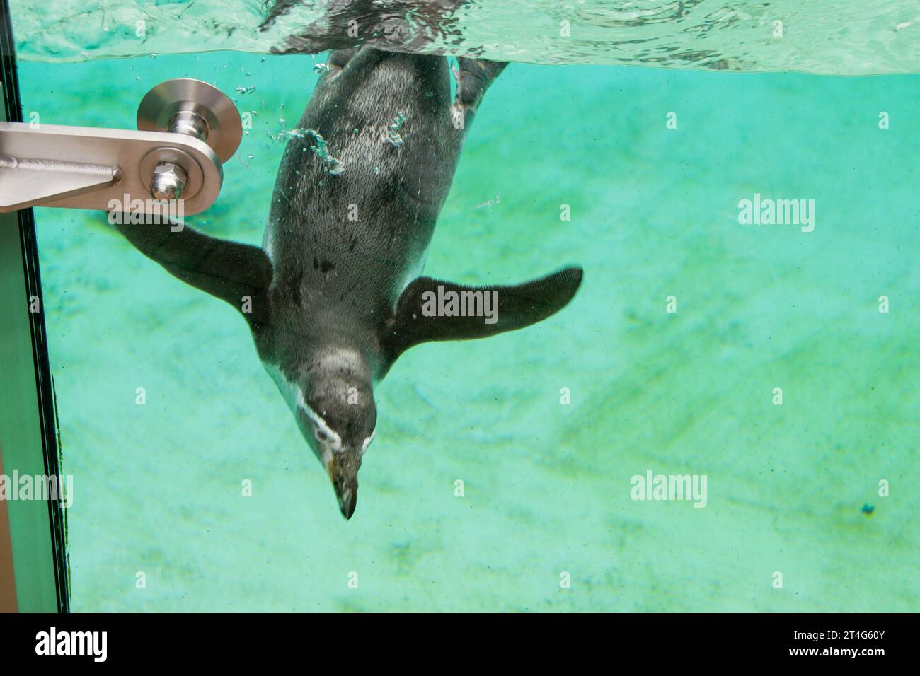 Der afrikanische Pinguin schwimmt unter blauem Wasser. Pinguin Awareness Day und World Pinguin Day. Hochwertige Fotos Stockfoto