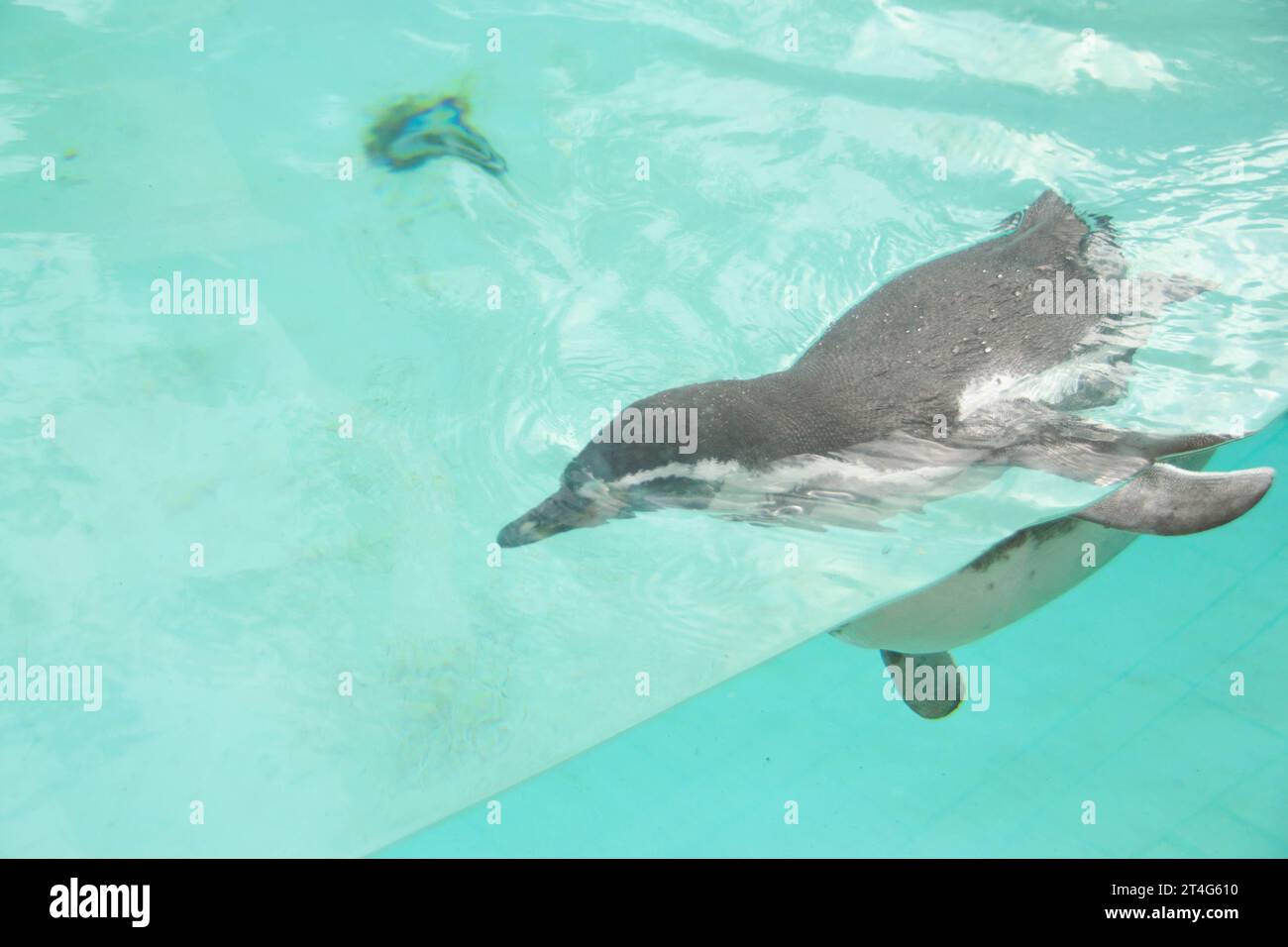 Der afrikanische Pinguin schwimmt unter blauem Wasser. Pinguin Awareness Day und World Pinguin Day. Hochwertige Fotos Stockfoto