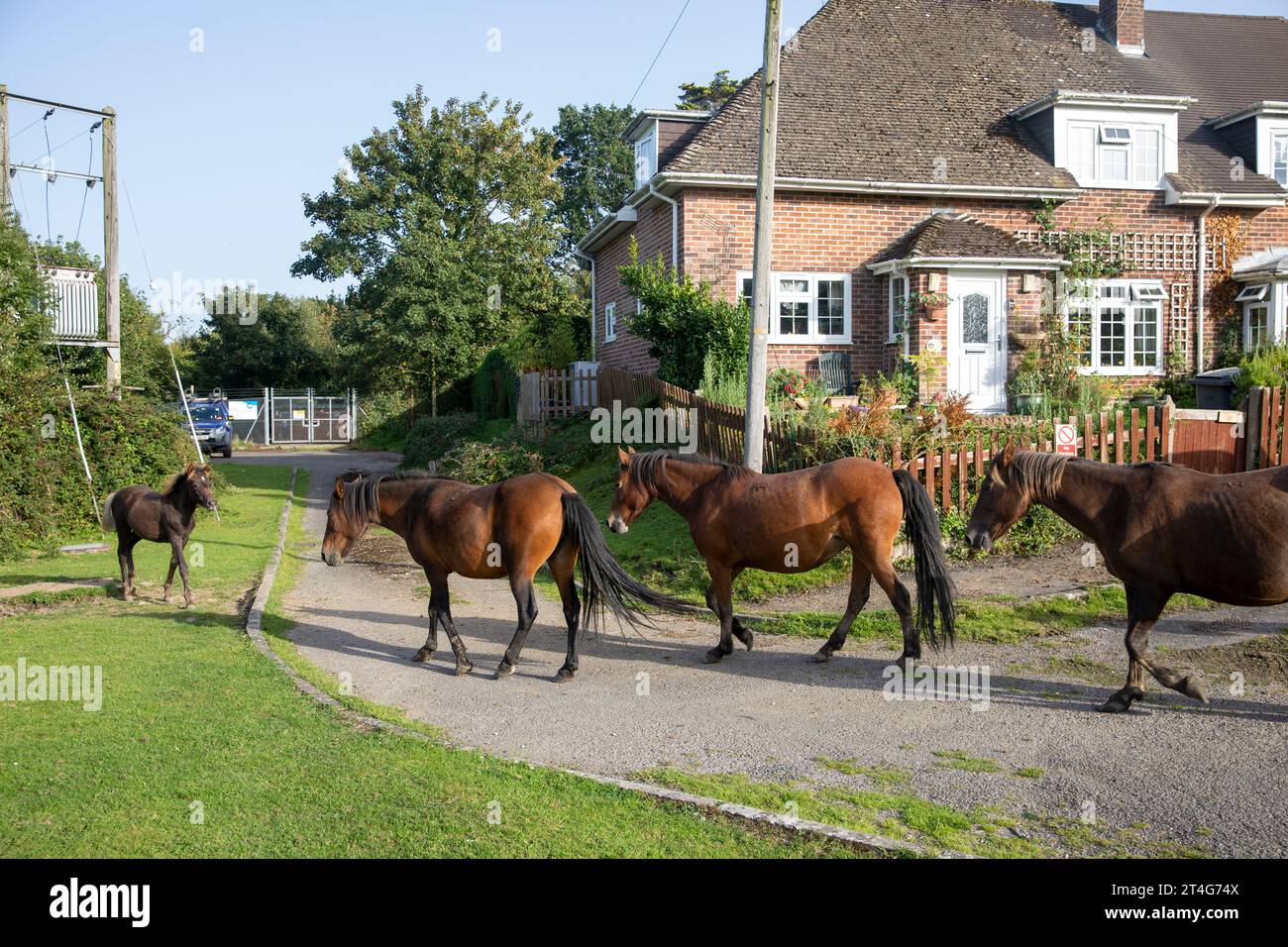 New Forest einheimische wilde Ponys im Hampshire Dorf Minstead, die an Dorfhäusern vorbeilaufen, England, U Stockfoto