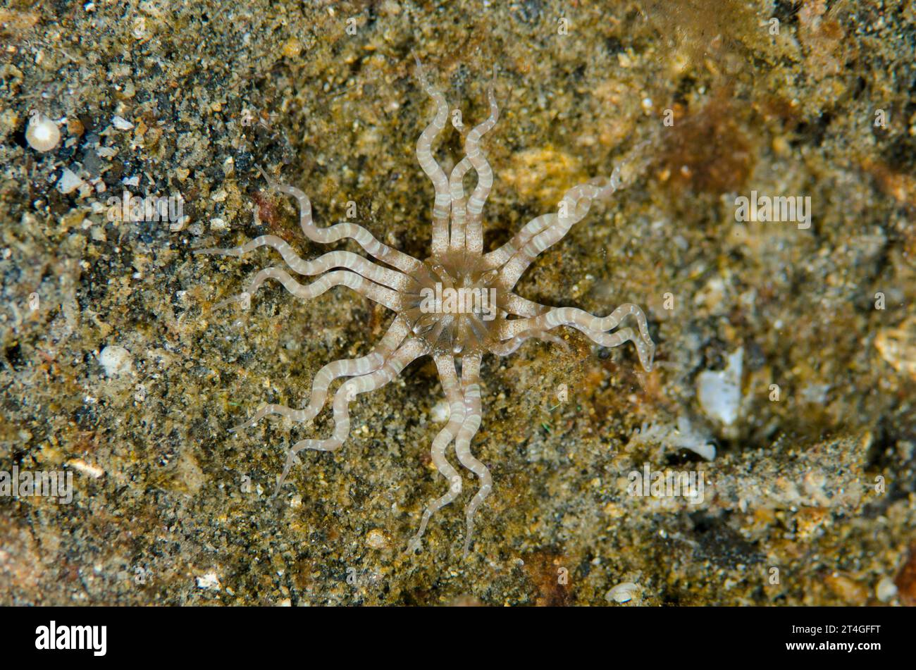 Gewöhnliche Wurmanemone, Edwardsianthus gilbertensis, Makawide Muka Kampung Tauchplatz, Lembeh Straits, Sulawesi, Indonesien Stockfoto