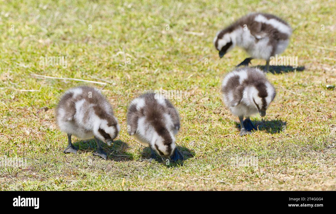 Familie von vier schwarz-weißen, flauschigen Cape Barren Gänsevögeln, die im Maria Island National Park, Tasmanien, Australien, Gras fressen Stockfoto