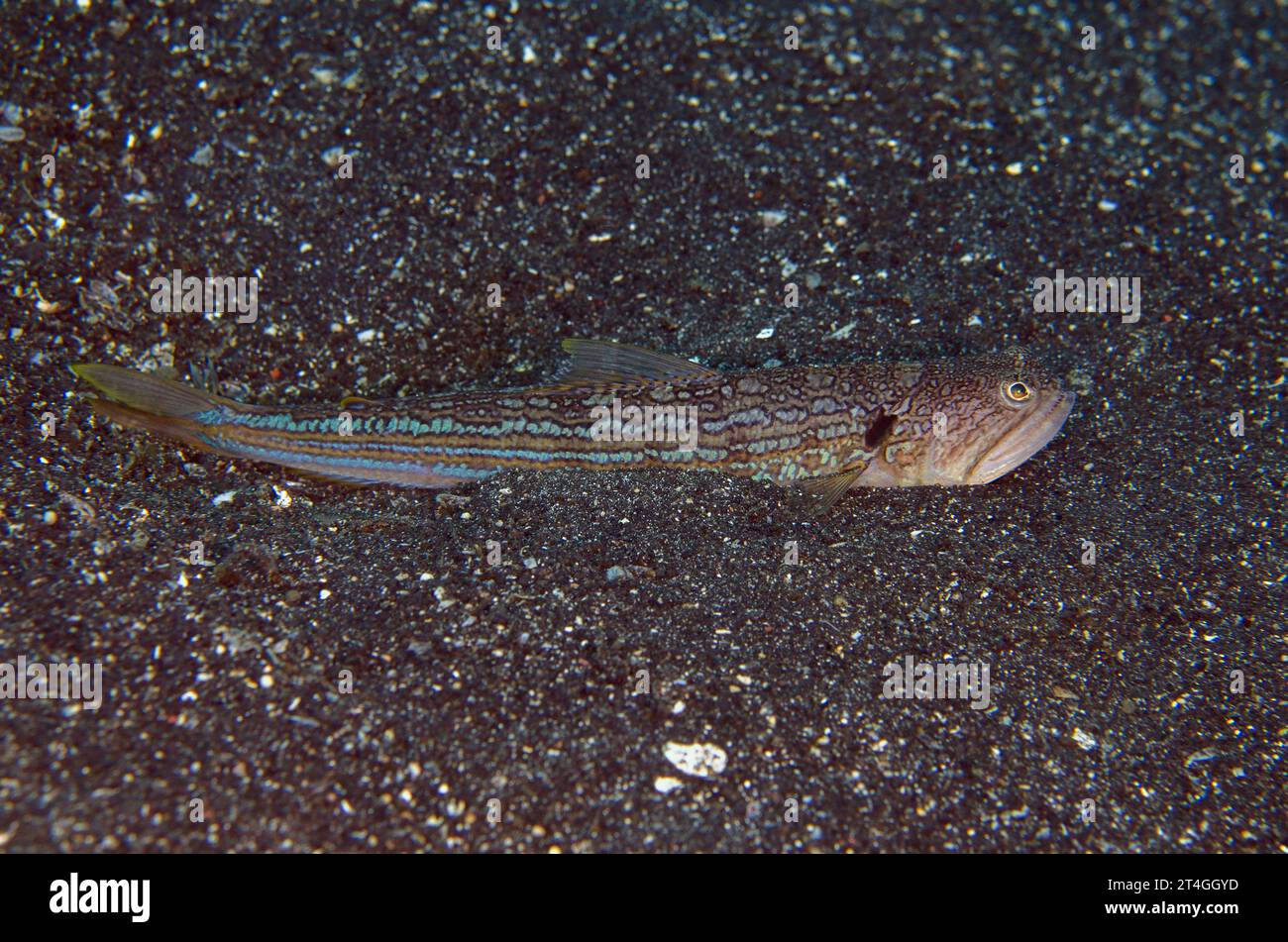 Echsenfische, Trachinocephalus Myops, im Sand begraben, Tauchplatz für Haarbällchen, Lembeh Straits, Sulawesi, Indonesien Stockfoto