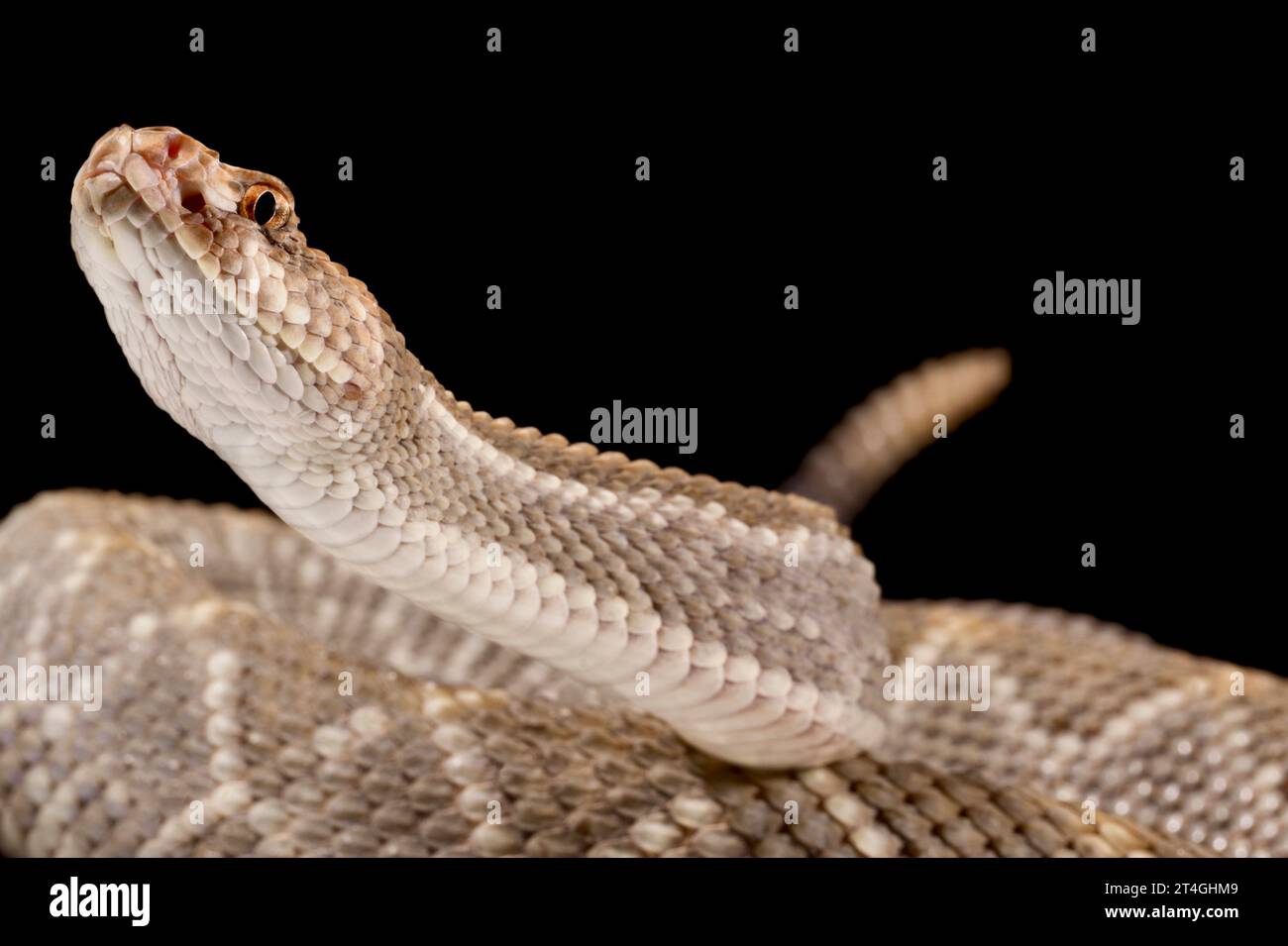 Klapperschlange auf Aruba (Crotalus unicolor) Stockfoto