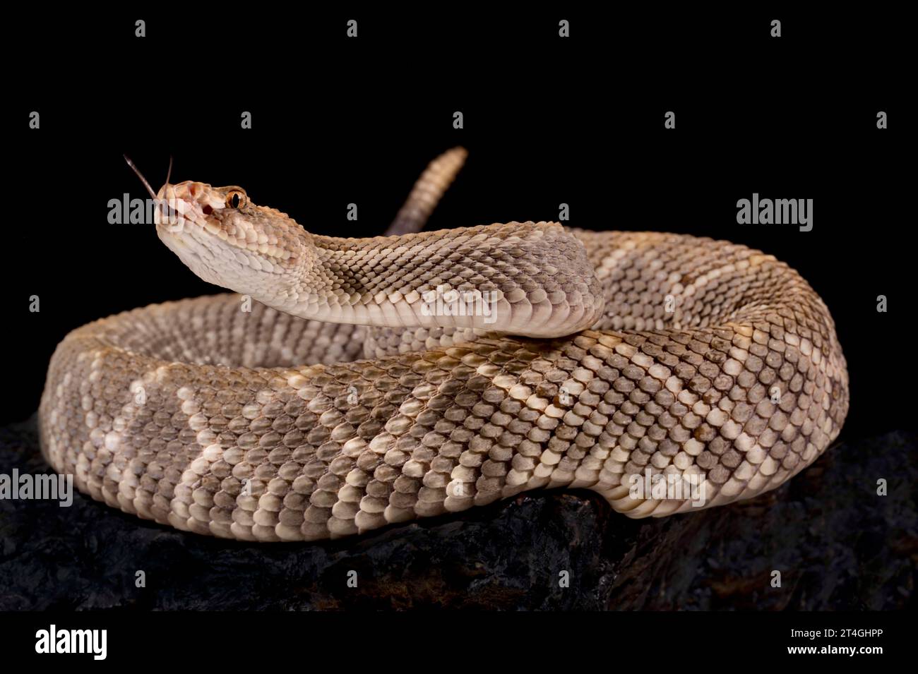 Klapperschlange auf Aruba (Crotalus unicolor) Stockfoto