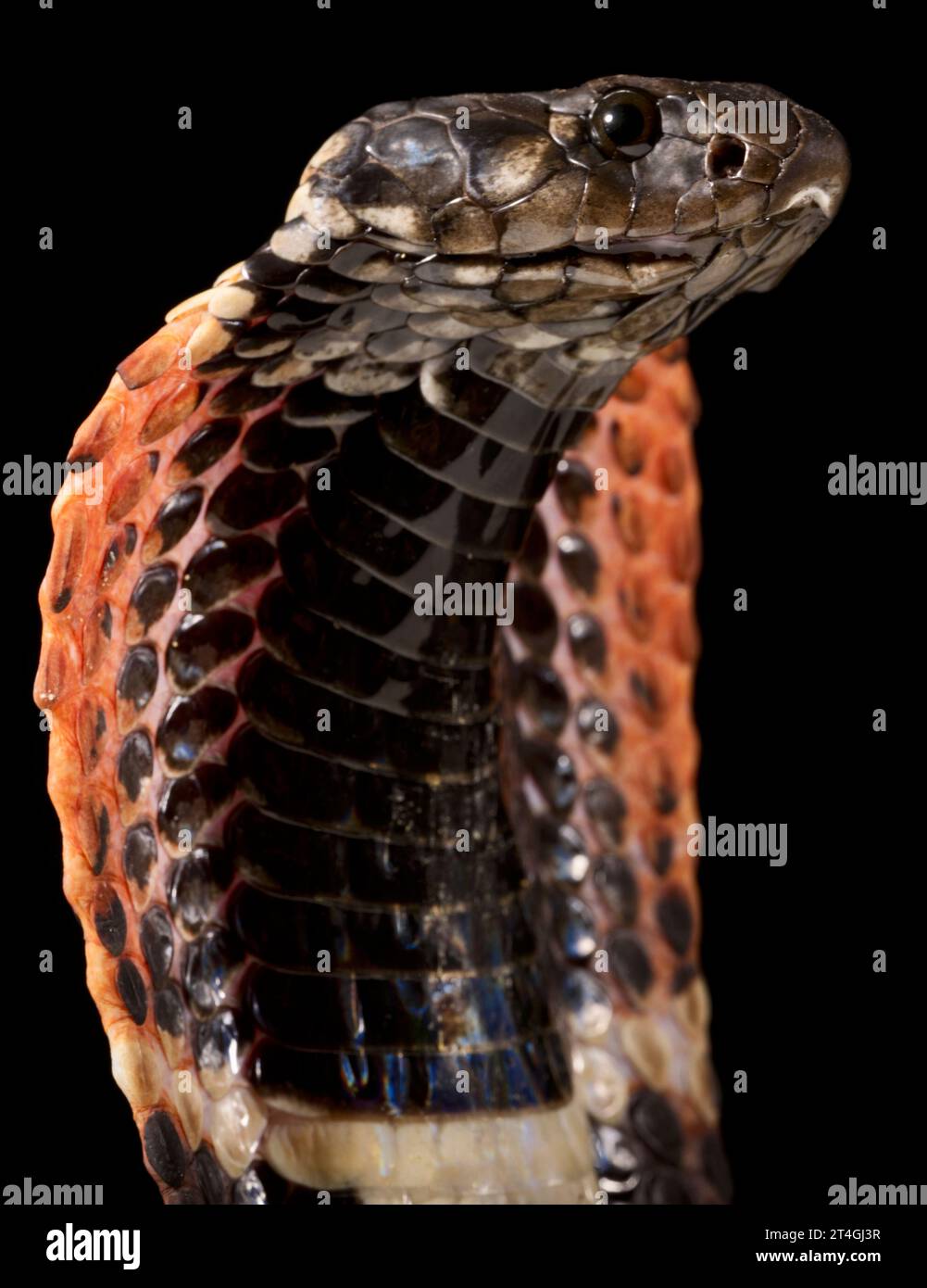 Rinkhals Cobra (Hemachatus haemachatus) Stockfoto