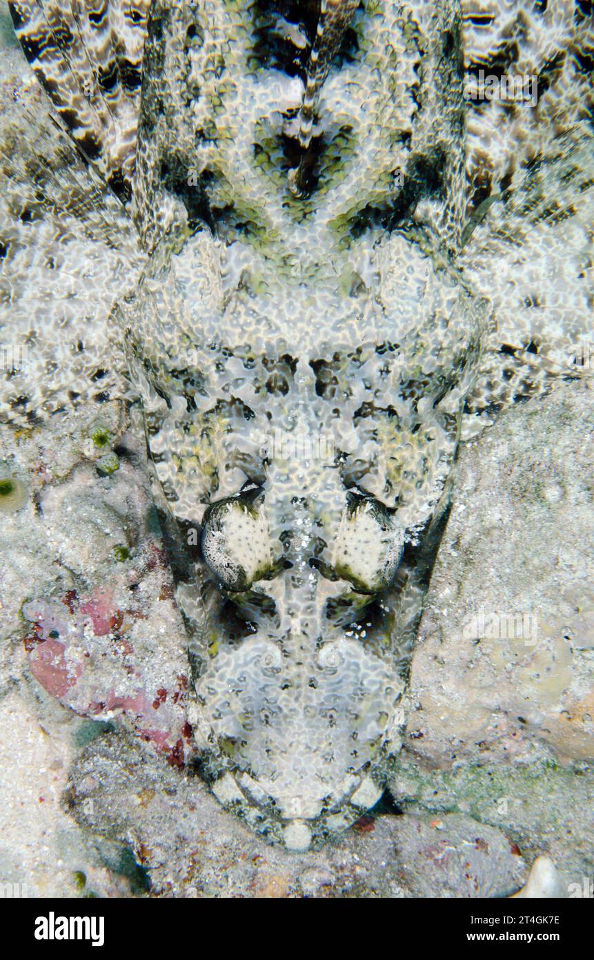 Krokodil Flathead, Cymbacephalus beauforti, zu viele Fischtauchplätze, Koon Island, Raja Ampat, West Papua, Indonesien Stockfoto