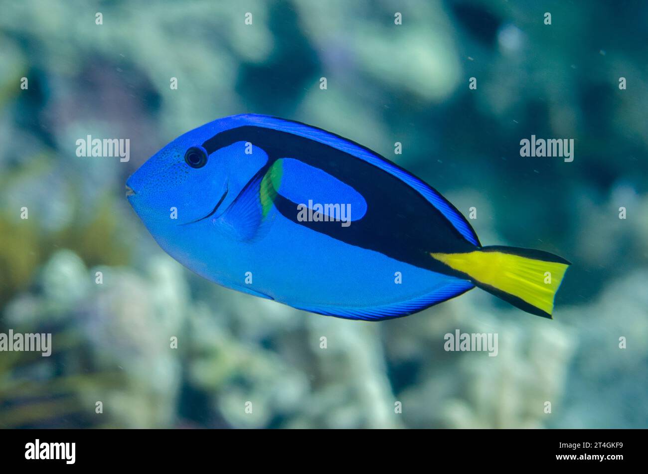 Pulverblauer Surgeonfish, Acanthurus leucosternon, Too Many Fish Tauchplatz, Koon Island, Raja Ampat, West Papua, Indonesien Stockfoto