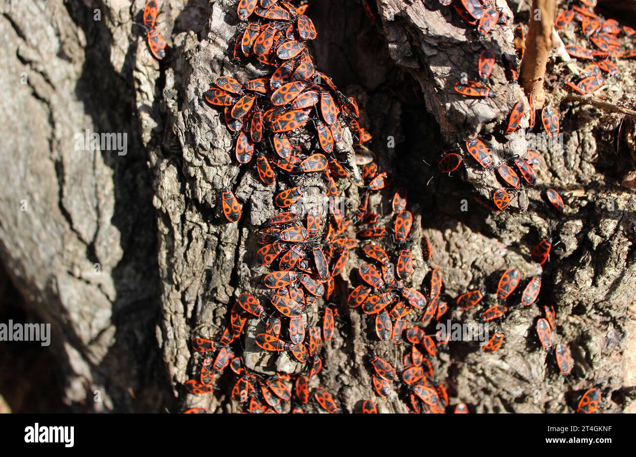 Feuerbugs Colony on A Sunny Side of Tree Trunk Closeup Stockfoto Stockfoto