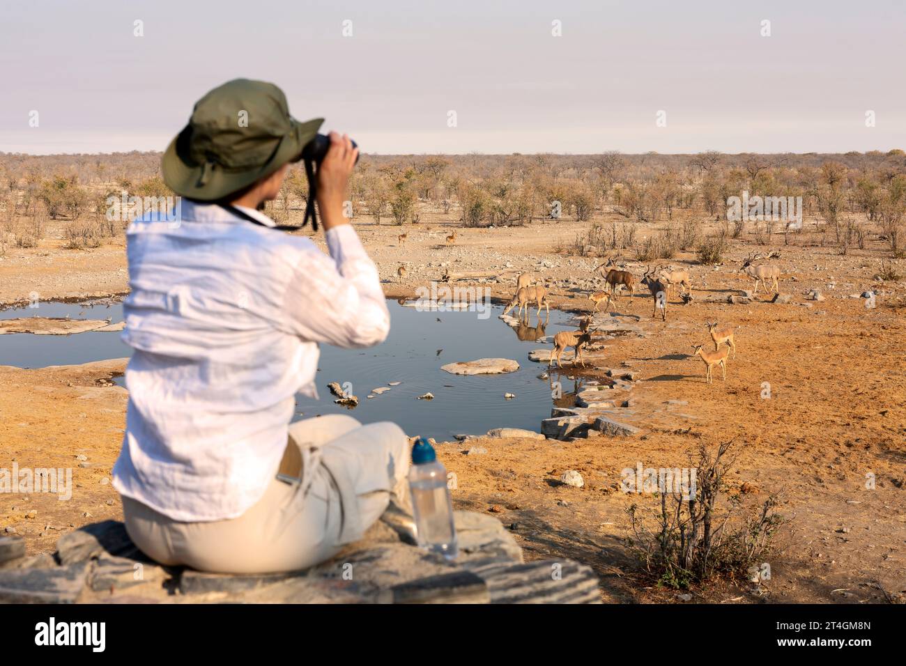 Frau, die auf einer Safari durch Afrika unterwegs ist, beobachtet Wildtiere mit Bikolularen und Vögel im Nationalpark. Stockfoto