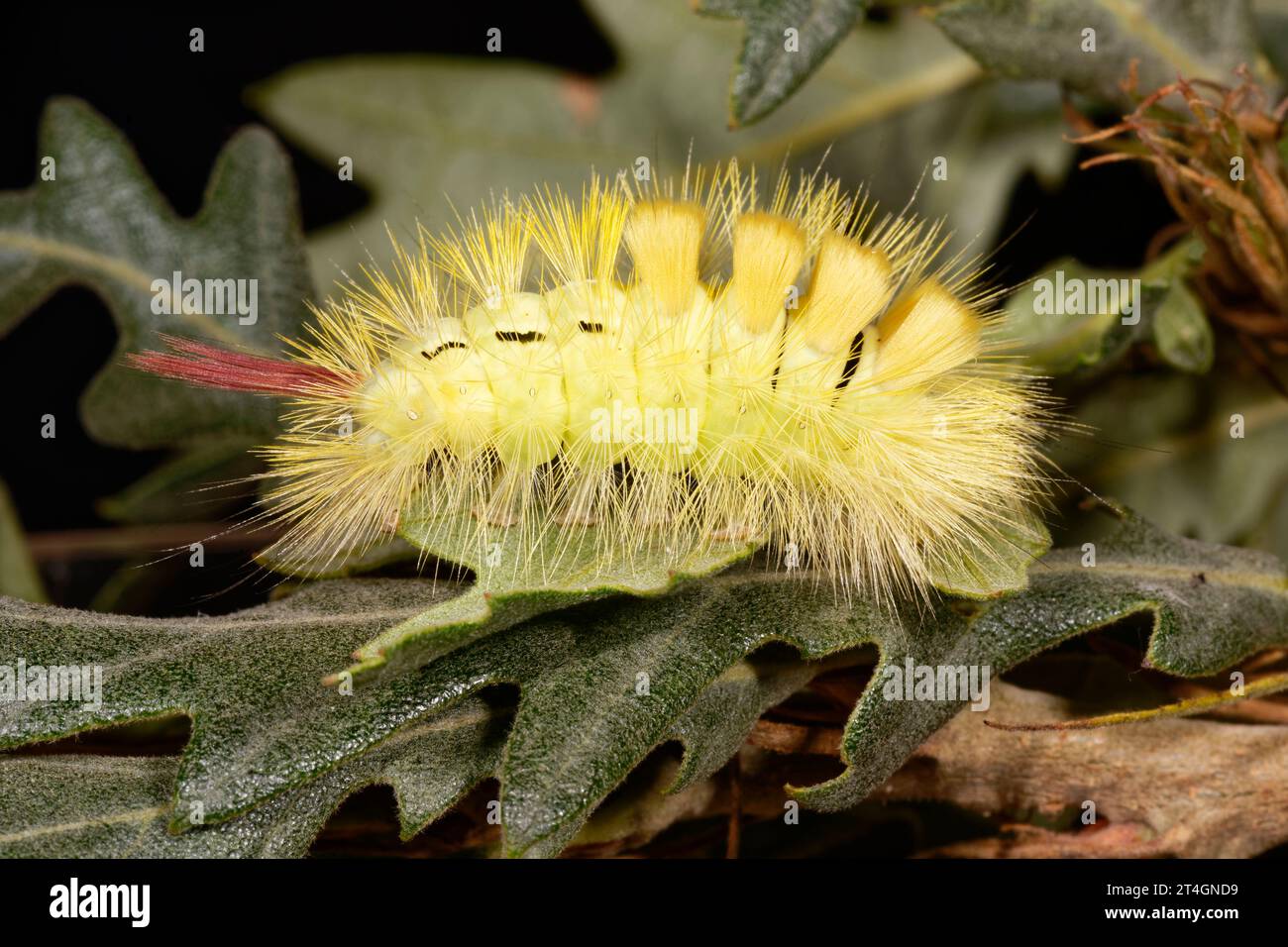 Pale Tussock Caterpillar - Calliteara pudibunda, auf Oak Leaf Stockfoto