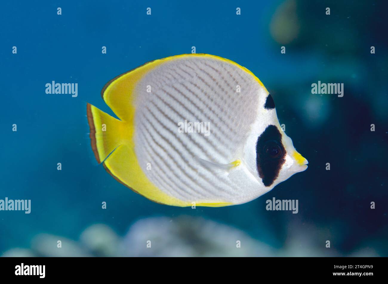 Panda Butterflyfish, Chaetodon adiergastos, Tauchplatz Suanggi Island, Banda Islands, Indonesien, Banda Sea Stockfoto
