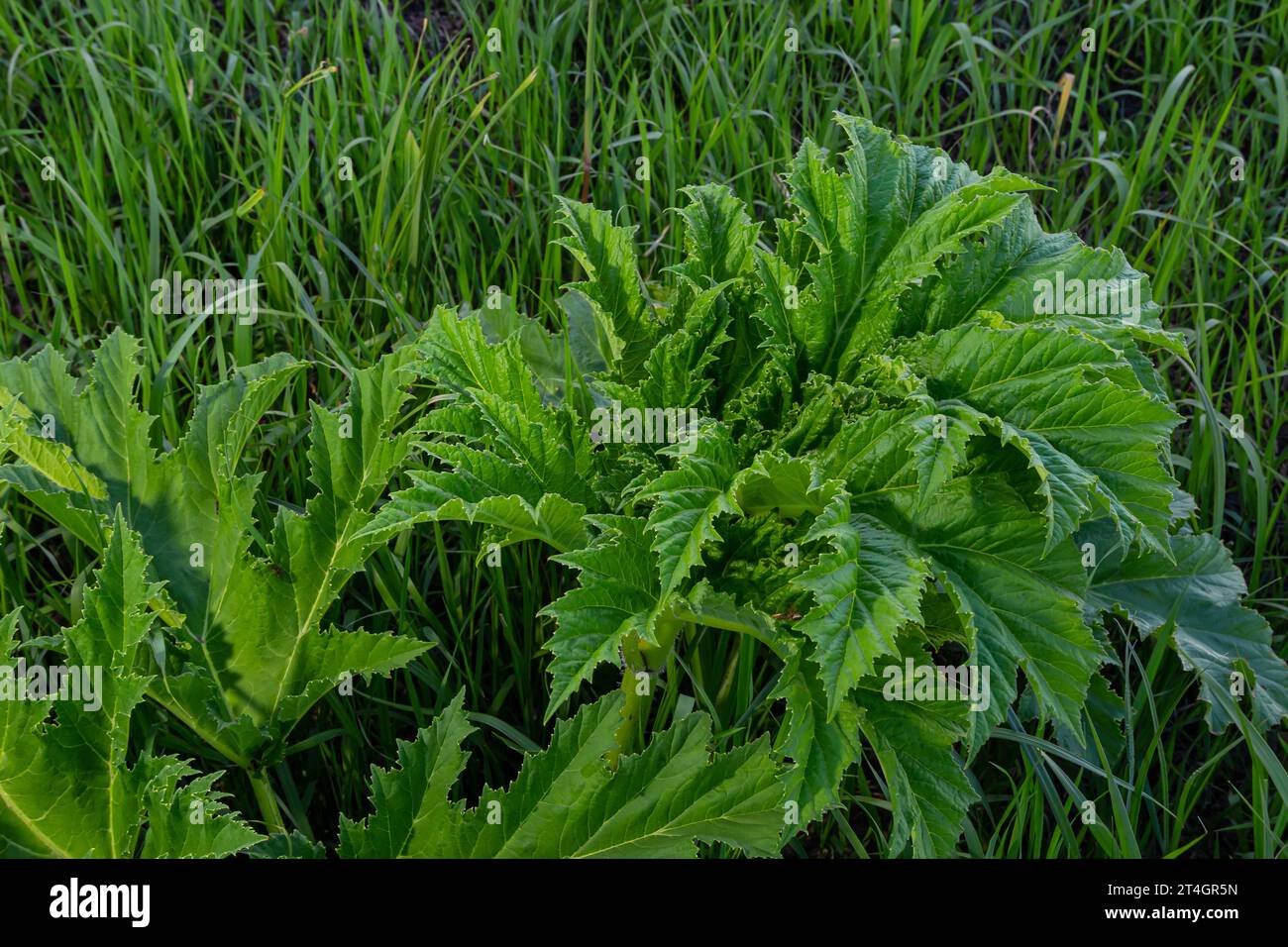 Heracleum sosnovskyi große Giftpflanze blüht. Heilpflanze Hogweed Heracleum sphondylium. Stockfoto