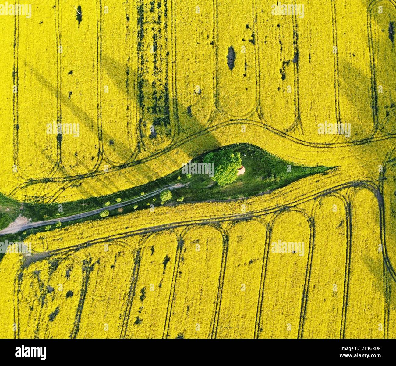 Grüne Bäume in der Mitte eines großen blühenden gelben Raps-Feldes, Blick von oben, Blick auf die Drohne Stockfoto