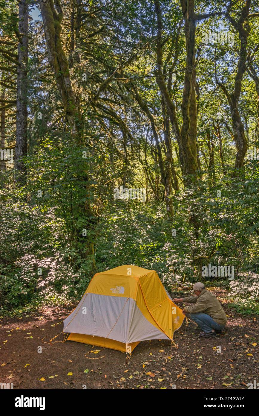 Camper im Zelt, Campingplatz am Hebo Lake Campground, rote Erlen ...