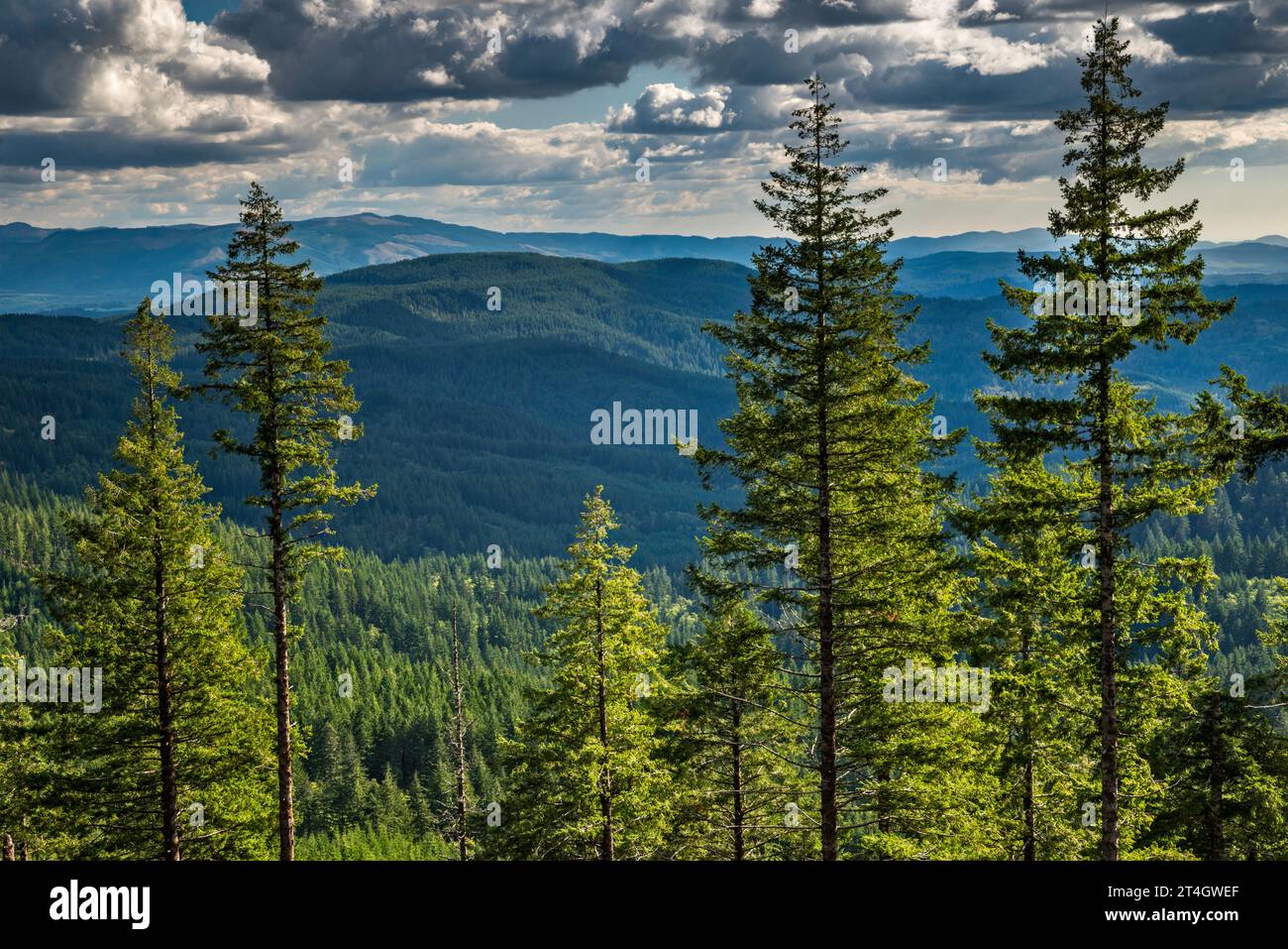 Three Rivers Area, Oregon Coast Range, Blick von der Mount Hebo Road, Siuslaw National Forest, in der Nähe von Mount Hebo, Oregon, USA Stockfoto
