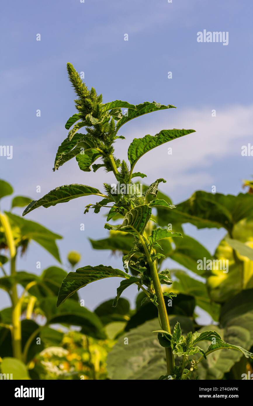Amaranth Invasive Grüner Amaranth Amaranthus hybridus in Blüte. Pflanze der Familie ...