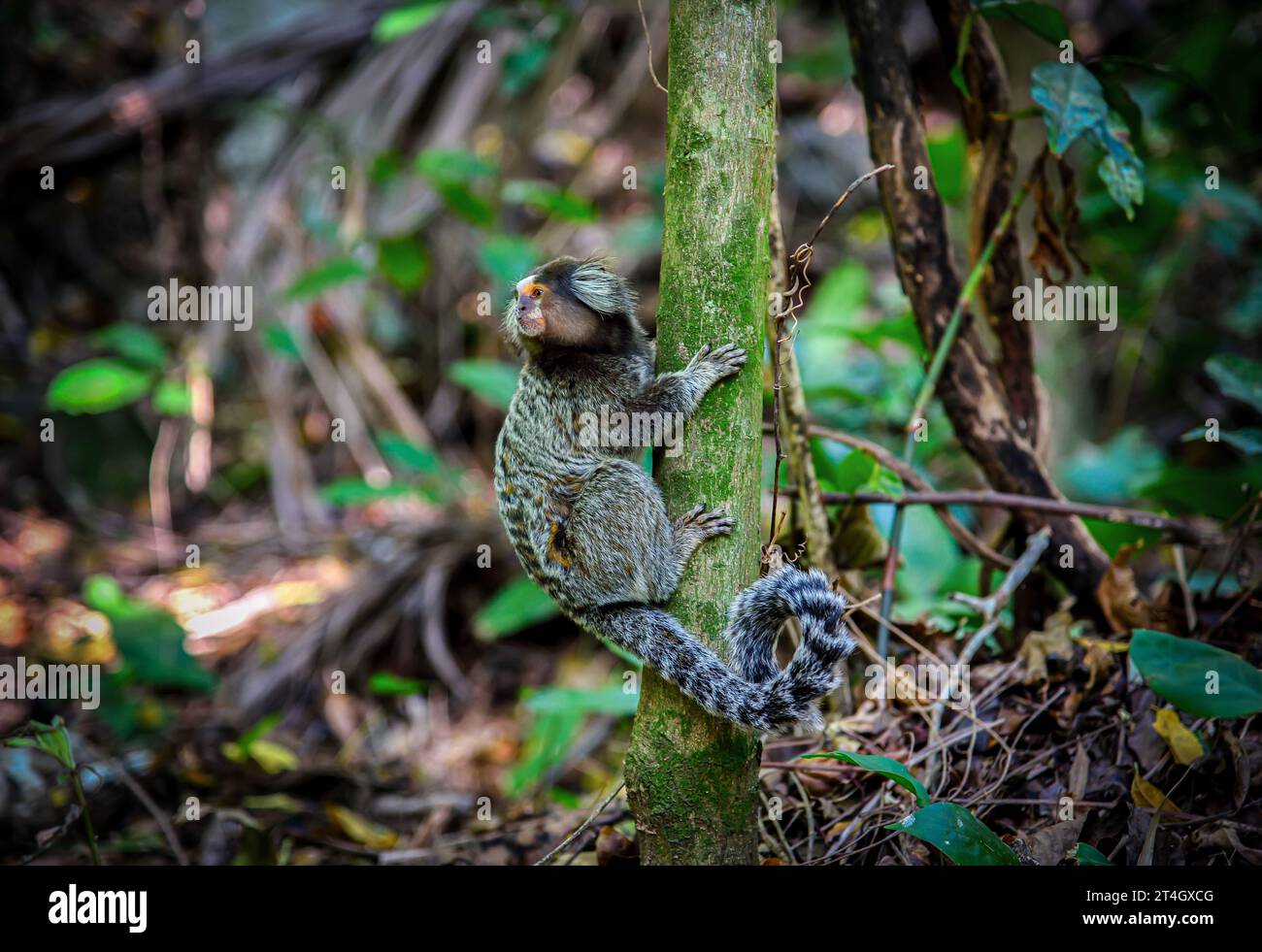 Ein weiß getuftetes Marmoset (Callithrix jacchus) mit Blick auf einen Baumstamm in Rio de Janeiro, Brasilien Stockfoto