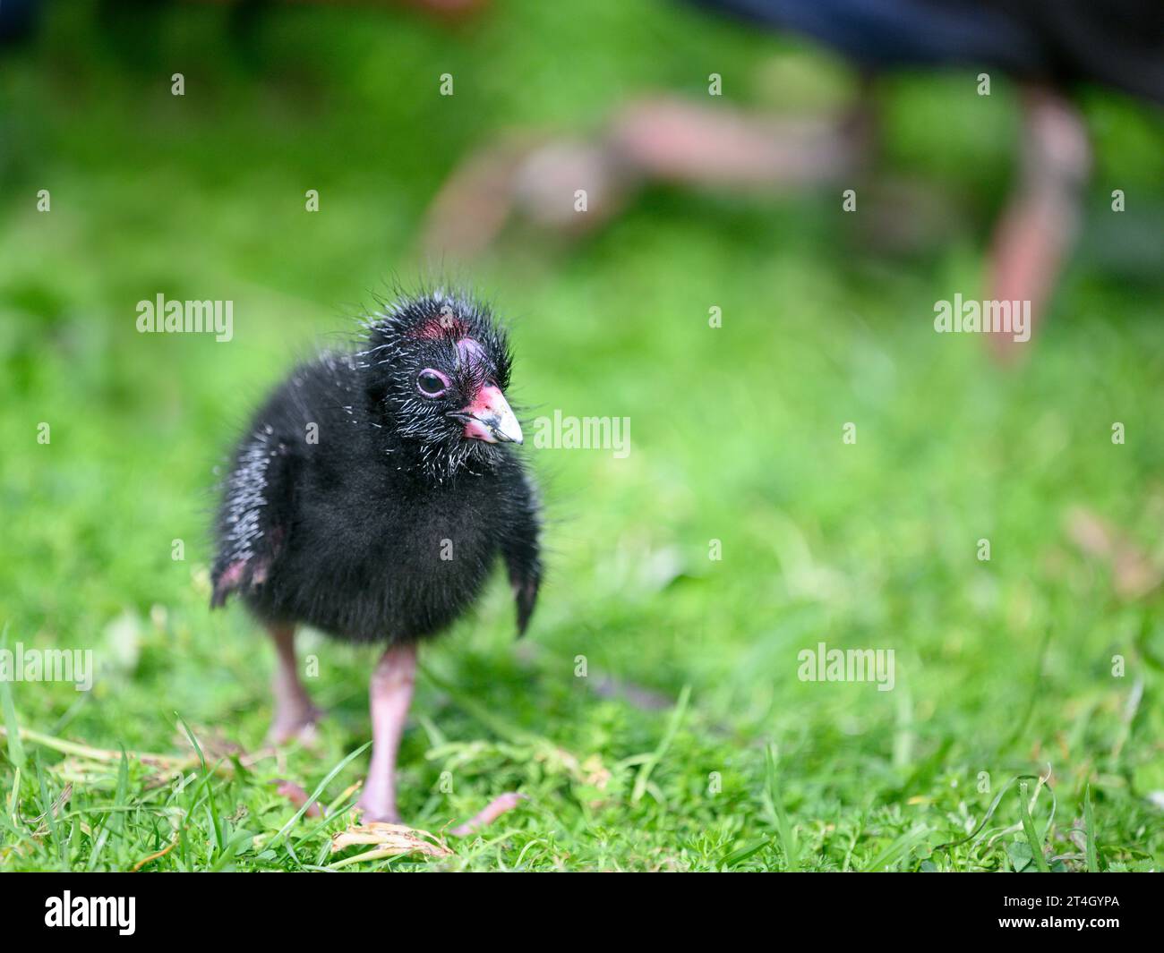 Baby-Pukeko-Vogel, der auf grünem Gras läuft, mit unscharfer Mutter Pukeko im Hintergrund. WESTERN Springs Park, Auckland. Stockfoto