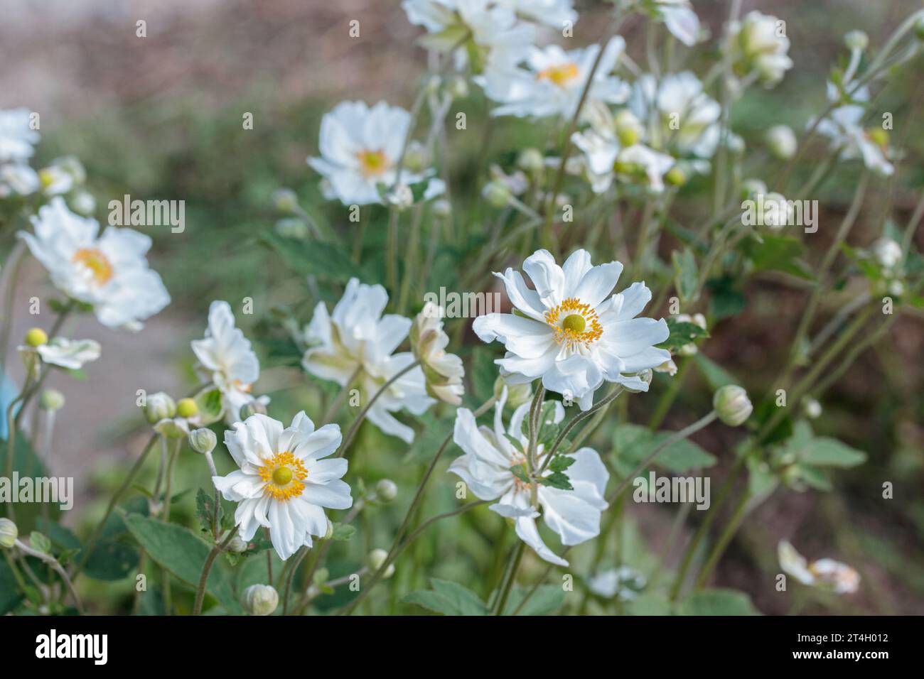 Gruppe der weißen Japanischen Anemonen (Anemone hupehensis). Stockfoto