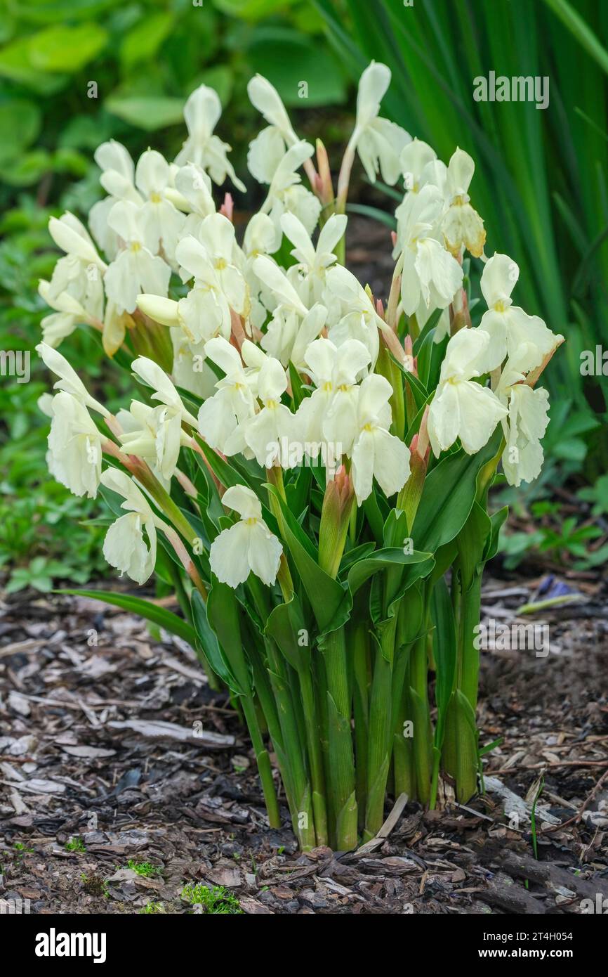 Roscoea „Kew Beauty“, Roscoea cautleyoides „Grandiflora“, Roscoea cautleyoides „Kew Beauty“, Roscoea cautleyoides, Kew Form, roscoea „Kew Beauty“ „Kew Stockfoto
