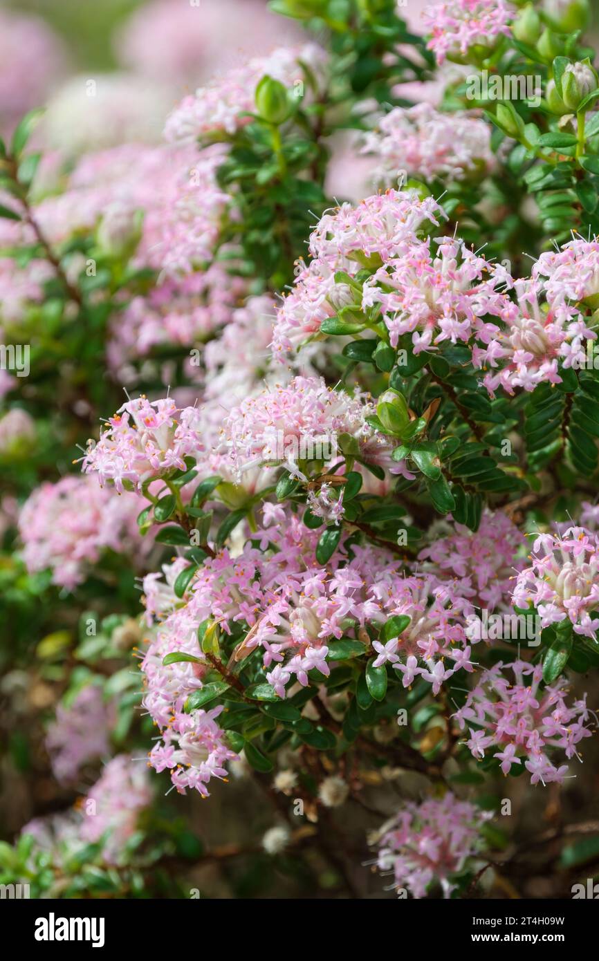 Pimelea ferruginea, rosafarbene Reisblume, Küstenbanjine, rosafarbene Blumenhaufen an den Enden der Zweige Stockfoto