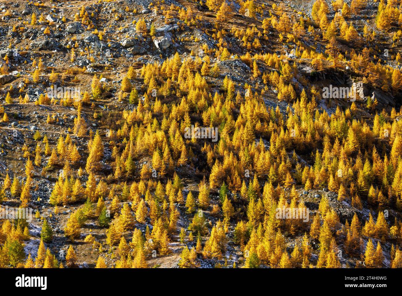 Wald von gelb gefärbten europäischen Lärchen (Larix decidua) und Mattmark Damm im Herbst in SaaS Almagell, Wallis Stockfoto