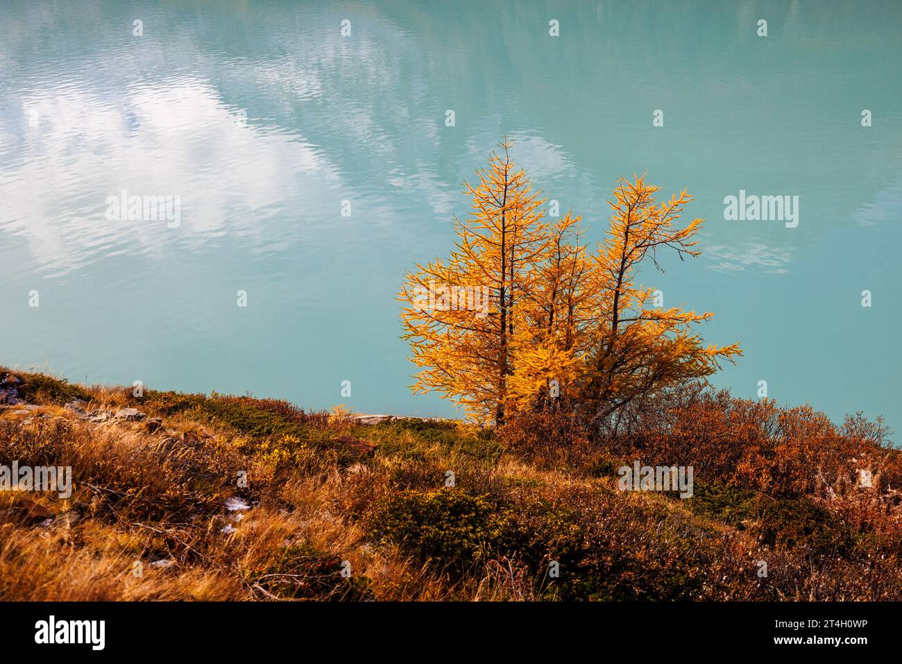Gelbe Lärche (Larix decidua) und Mattmark-Stausee im Herbst in SaaS Almagell, Wallis Stockfoto