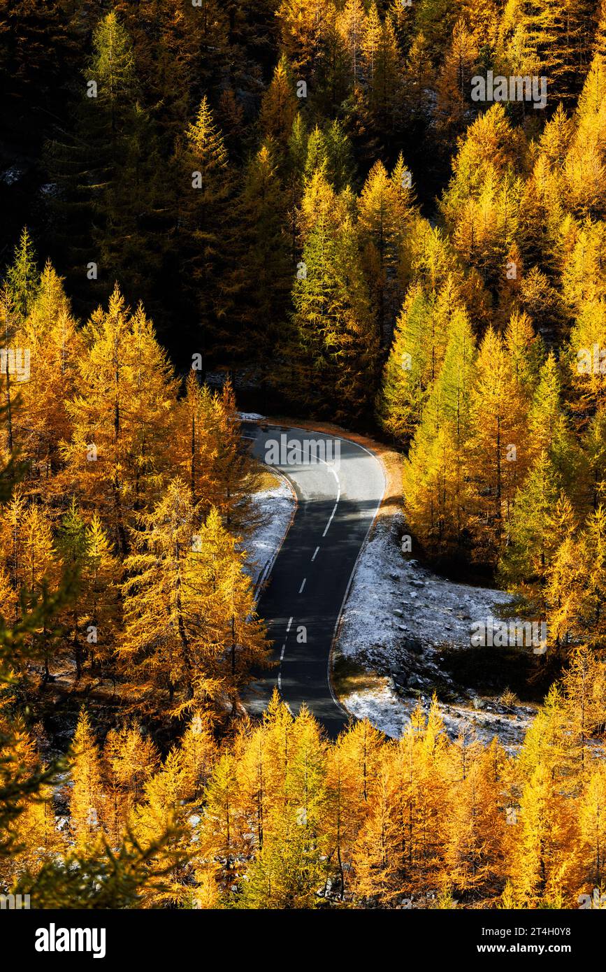 Straße durch einen Wald aus gelb gefärbten europäischen Lärchen (Larix decidua) im Herbst im Wallis Stockfoto