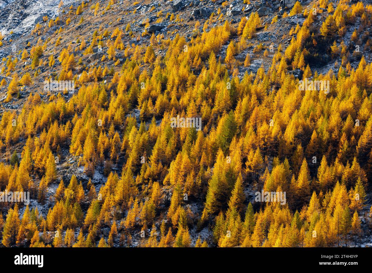 Wald von gelb gefärbten europäischen Lärchen (Larix decidua) im Herbst in Saastal, Wallis Stockfoto