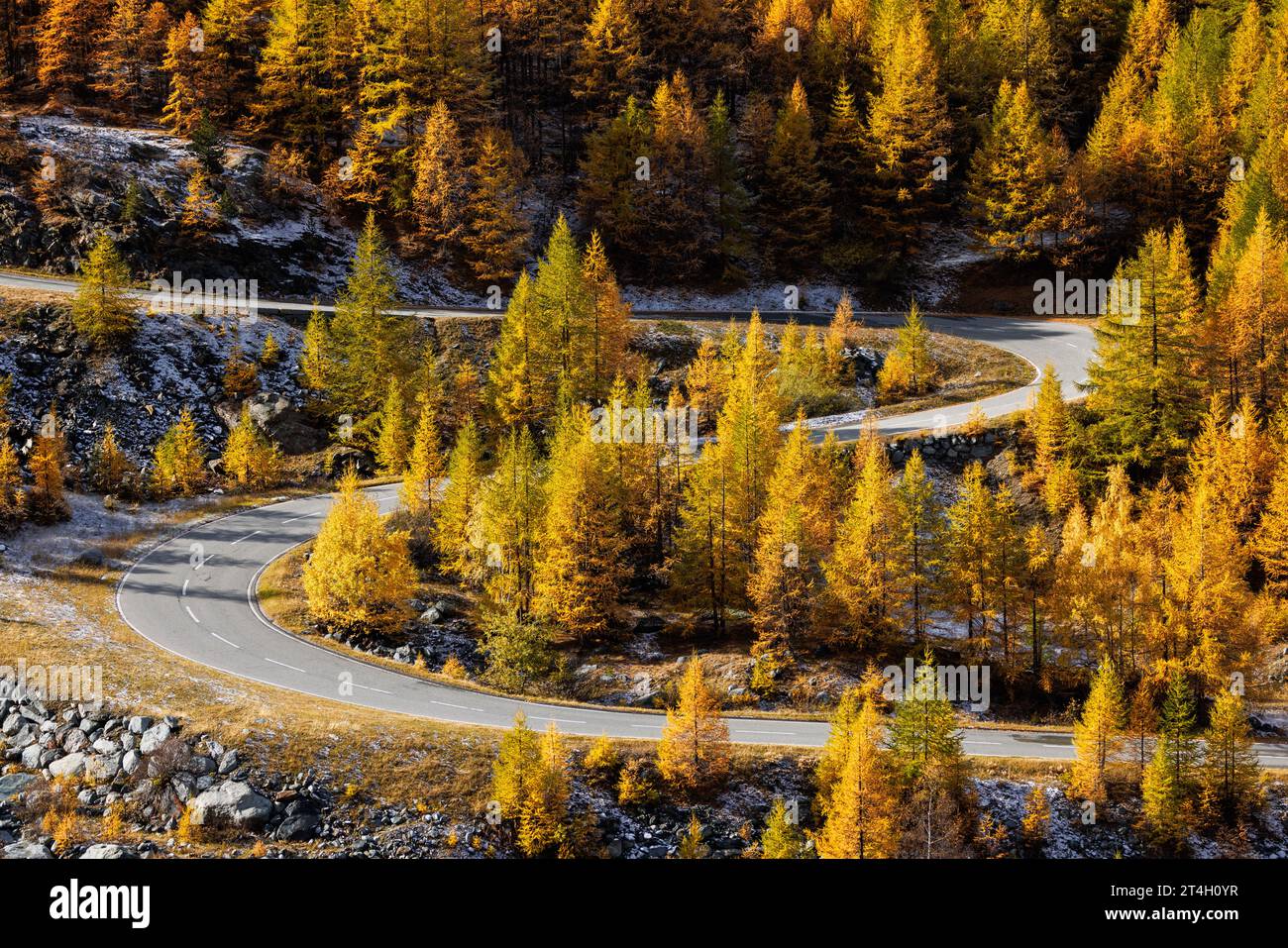S-Kurve durch europäische Lärchen (Larix decidua) im Herbst im Wallis Stockfoto