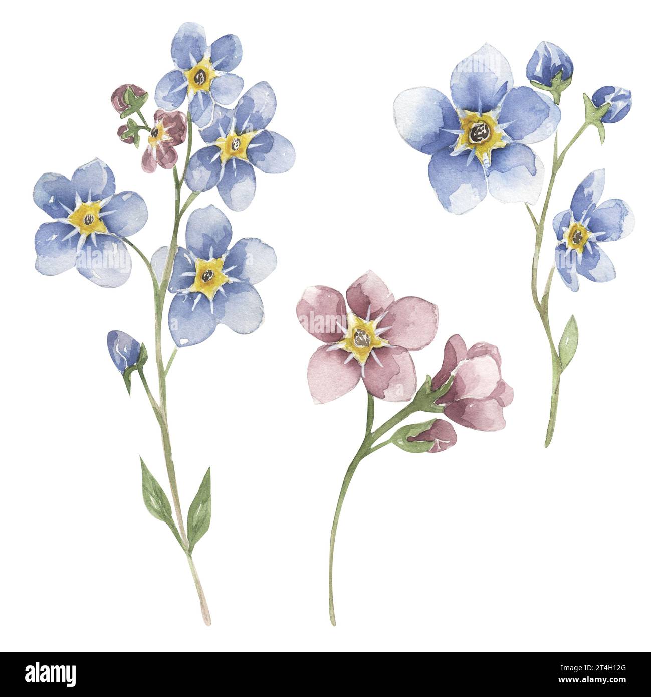Aquarellfarbe Vergissme-nicht Blume Clip Art, Wildblumen Illustration Set, blau und rosa Vergissme nicht Wiesenblume Clipart, medizinische Blume Stockfoto
