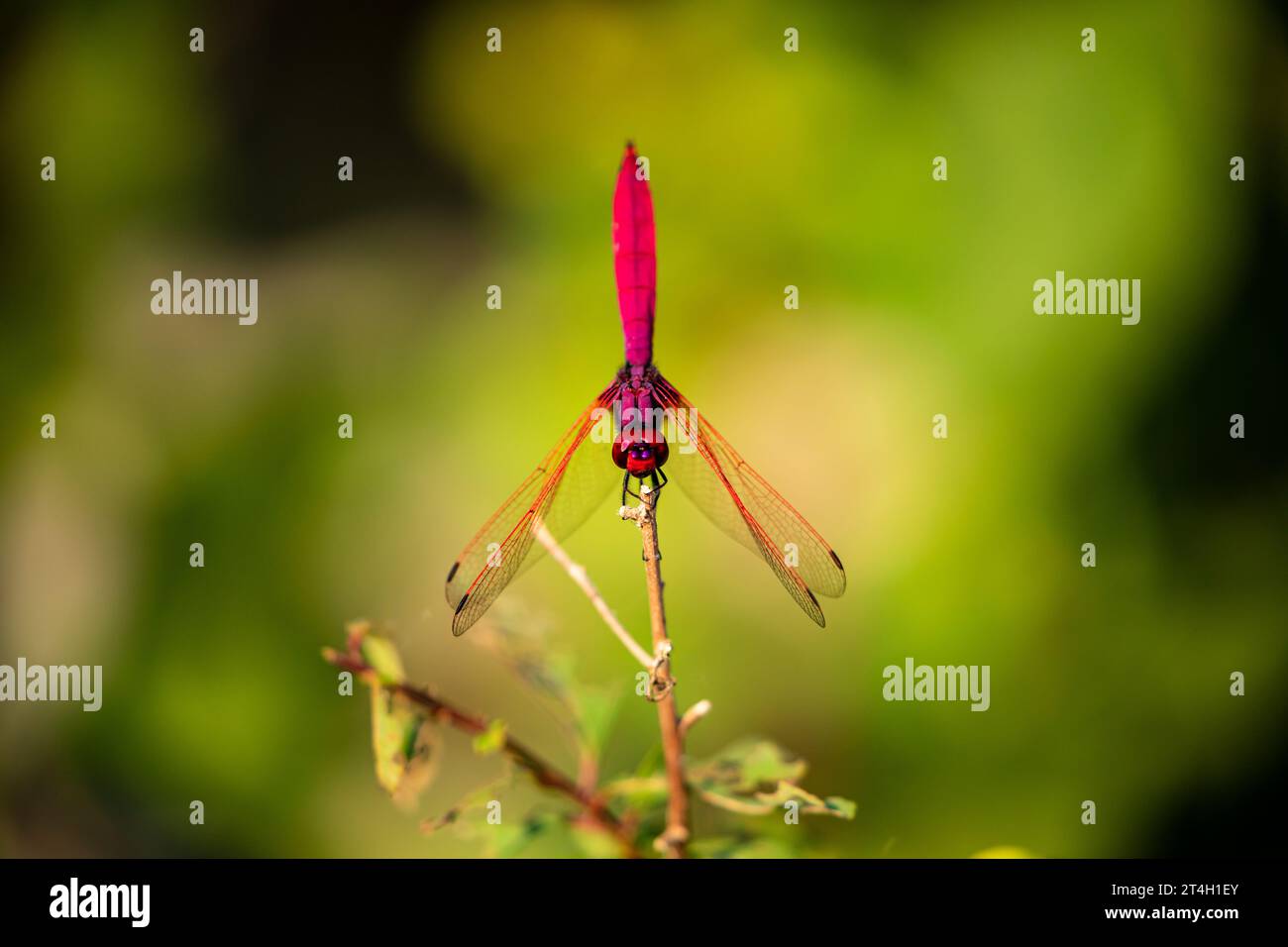 Eine rote Libelle aus Vietnam Stockfoto