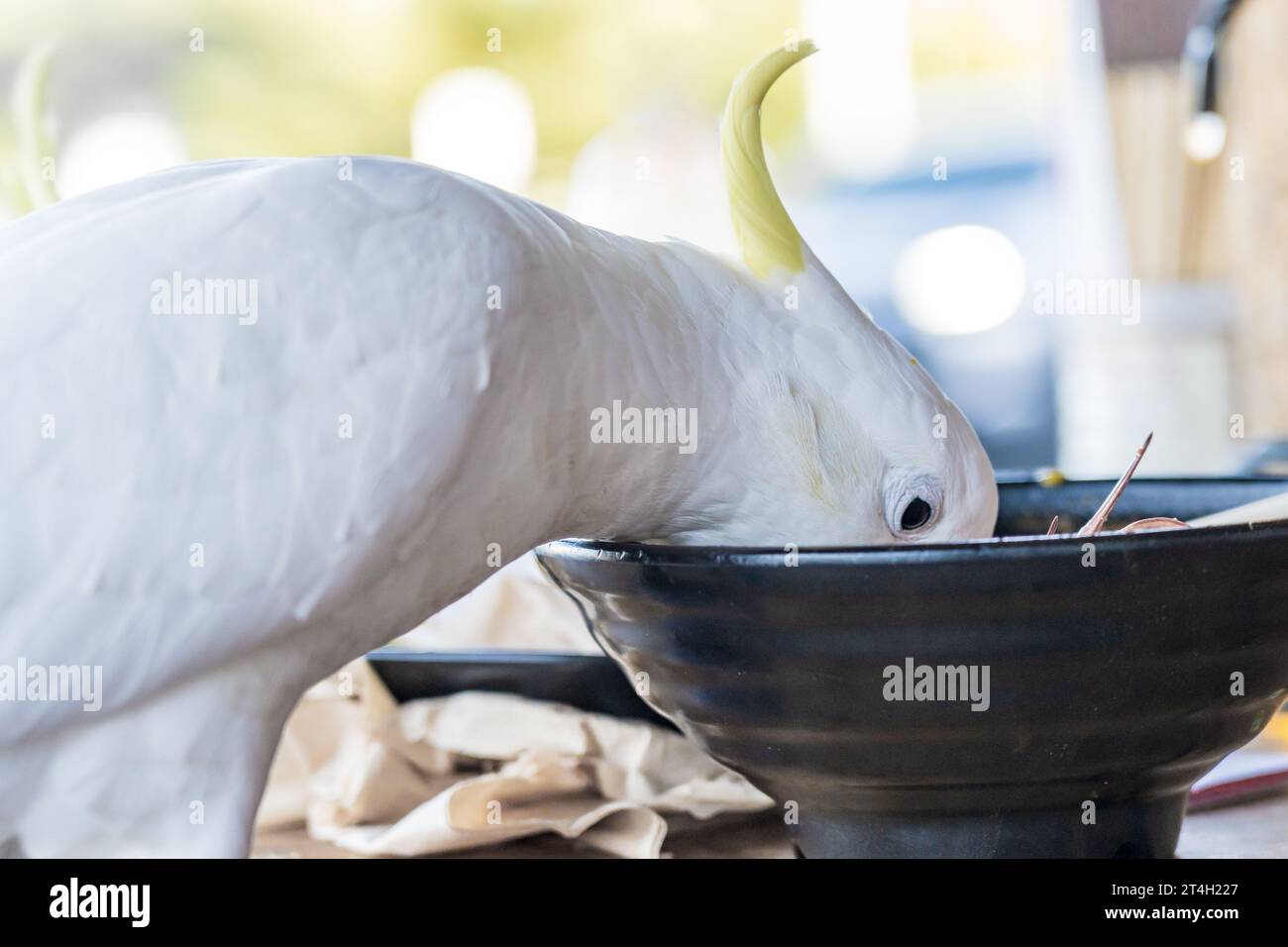 Ein schwefelgeschäumter Kakadau, der aus einer Speisekammer auf einem Café-Tisch im Lorne an der Great Ocean Road in Victoria, Australien, isst Stockfoto