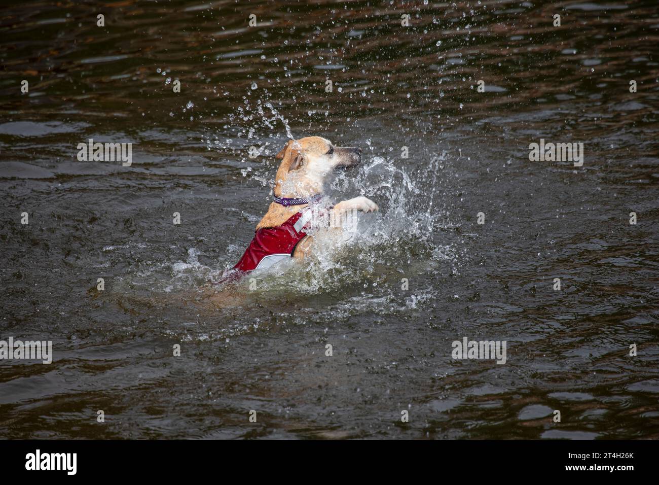 Eine Nahaufnahme eines Cremehundes, der im Wasser schwimmt. Der Hund plätschert, als er mit dem Hund paddelt. Um das Thema herum ist Platz für Text vorhanden Stockfoto