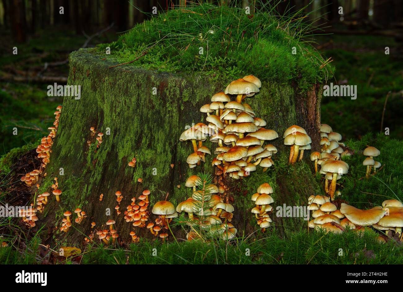 Schwefelbüschel und Samtpilze, die auf dem faulen Stamm einer Kiefer wachsen Stockfoto