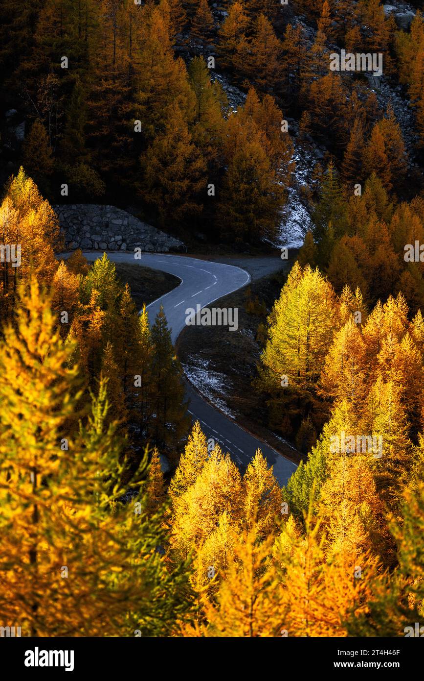S-Kurve durch europäische Lärchen (Larix decidua) im Herbst im Wallis Stockfoto