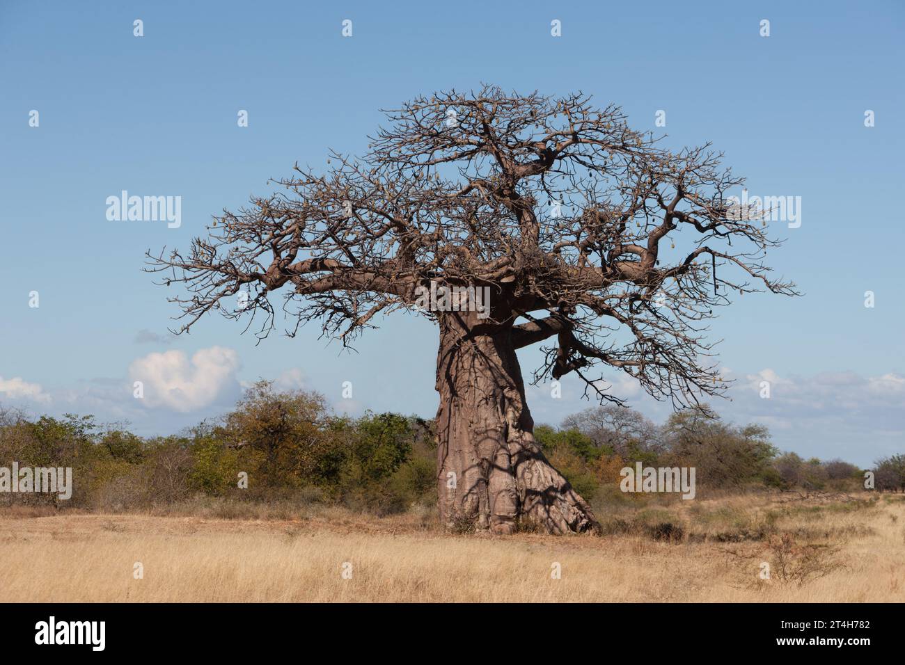 Alter Baobab-Baum in der afrikanischen Savanne, Akazienbäume im Hintergrund Stockfoto